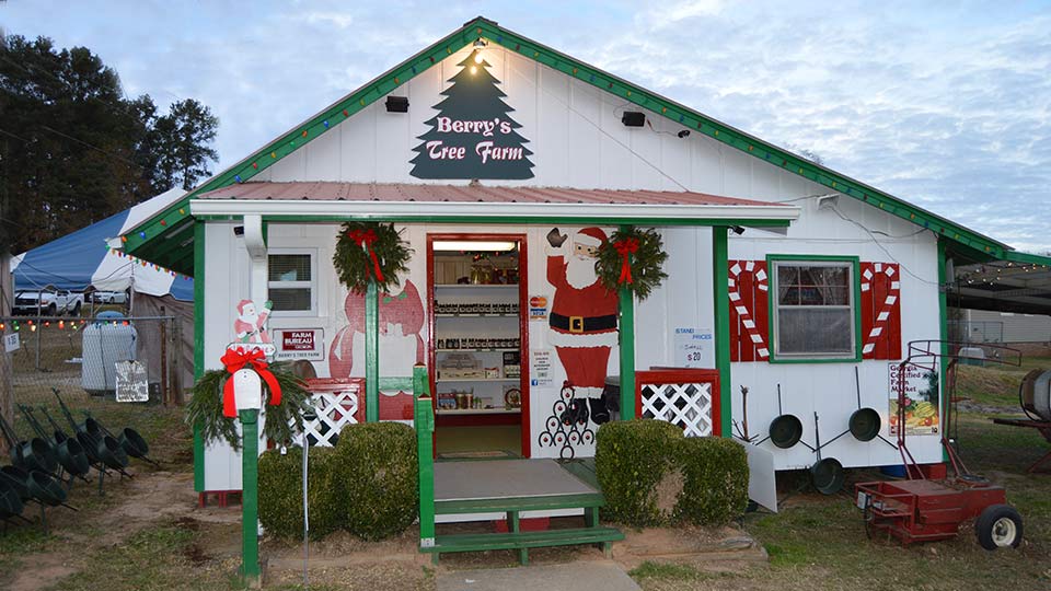 Berry S Christmas Tree Farm